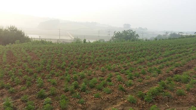 Every year, when early spring arrives, the young, tender Artemisia annua populating Choi’s farm in Gochang County, North Jeolla Province are ready to be hand-picked. (Photo credit: Yakcho-Anak)