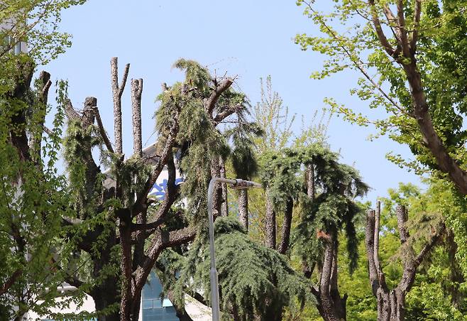 철새 떼 탓에 베어낸 나무
(광주=연합뉴스) 박철홍 기자 = 7일 오전 광주 서구 화정동의 한 아파트 단지에서 철새 떼로 인한 소음, 악취 등 주민 불편이 이어지자 화단의 나무를 베어냈다. 2021.4.7
pch80@yna.co.kr
(끝)
연합뉴스