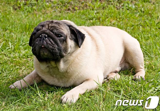 살찐 퍼그 종의 강아지. 사진 이미지투데이 © 뉴스1