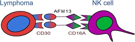 독일 제약사 어피메드의 'AFM13'의 구조. 호지킨 림프종 환자의 비정상 림프구에서 발현하는 CD30과 NK세포를 연결하는 이중항체를 이용해 종양을 제거하는 원리다.(사진 Journal of Hematology & Oncology)