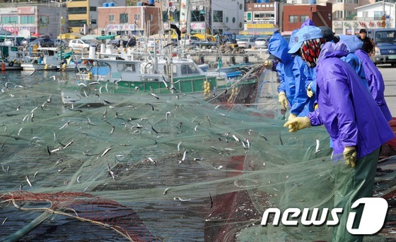 부산 기장멸치축제 자료사진. © News1