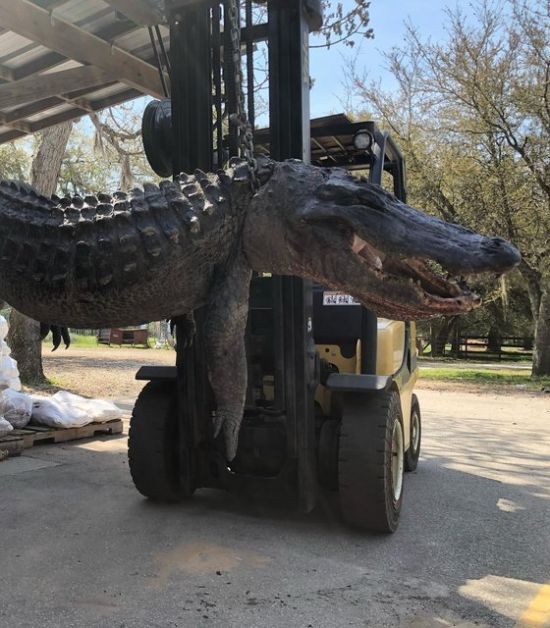 미국 사우스캐롤라이나주에서 잡힌 몸길이 3.65m, 무게 201kg의 거대 악어. 사진=코드레이스 페이스북 캡처