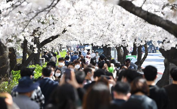 서울의 대표 벚꽃 명소인 여의도 윤중로 벚꽃길의 차량과 보행로가 전면 통제된 31일 윤중로 길 건너편 보행도로가 시민들로 붐비고 있다. 권현구기자