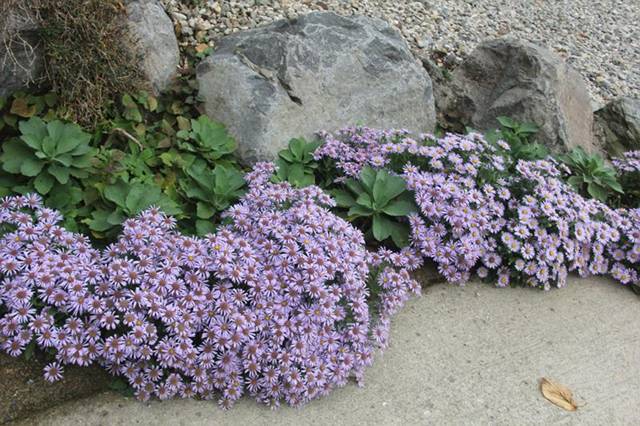 ▲섬 어디서나 해안가를 따라 피는 울릉도 가을꽃의 상징 왕해국Ⓒ김종두