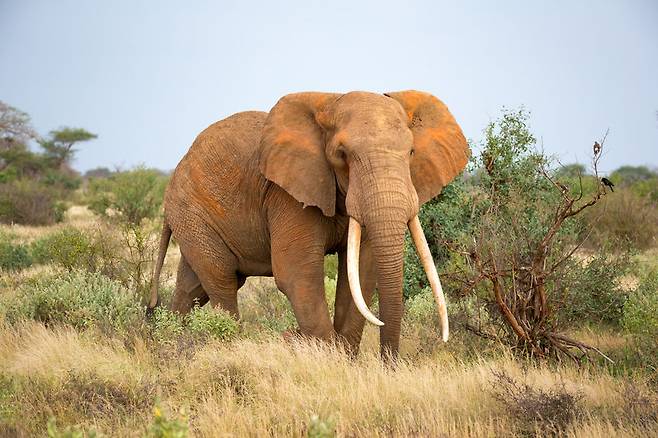 아프리카 코끼리 자료사진 123rf.com