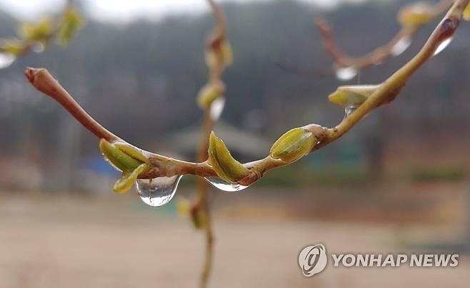 봄비 머금은 버드나무 [연합뉴스 자료사진]