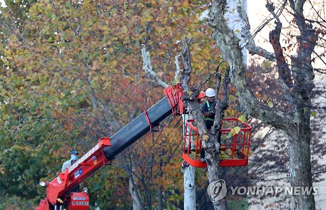 가로수 정비 [연합뉴스 자료사진]