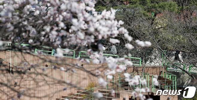 지난달 22일 서울 종로구 성균관대학교에 살구나무꽃이 피어 있다./뉴스1 © News1 안은나 기자