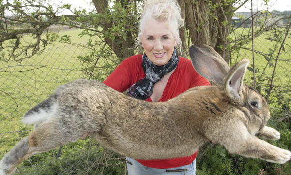 세계에서 몸길이가 가장 긴 토끼 ‘다리우스’. /영국 일간 텔레그래프