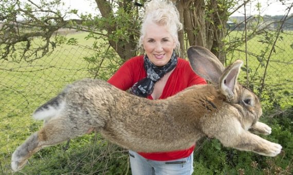 세계에서 가장 긴 토끼 다리우스와 그를 길러온 애넷 에드워즈. 애넷 에드워즈 트위터 갈물
