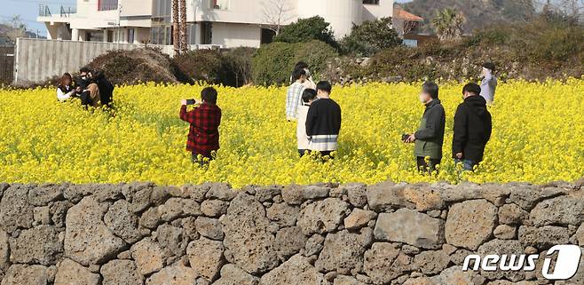 지난 2월 오전 제주 서귀포시 안덕면 산방산 인근 유채꽃밭에서 관광객들이 여유를 즐기고 있다. /사진=뉴스1
