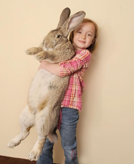 세계 최대 토끼 '다리우스'/다리우스 공식 홈페이지