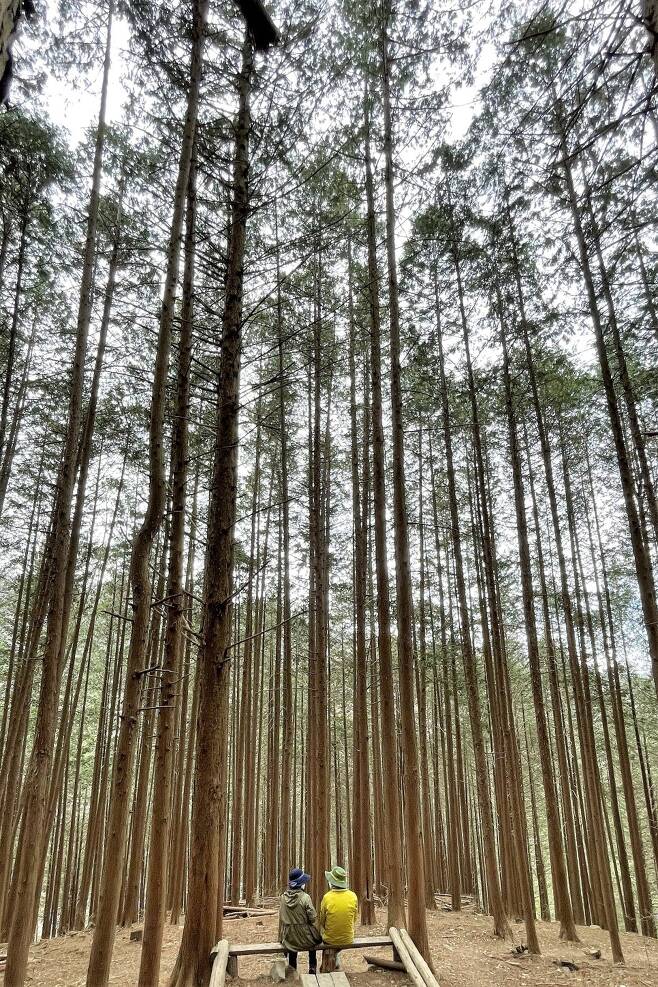울창한 편백나무 숲에는 나무 벤치가 있어 잠시 쉬어갈 수 있다.