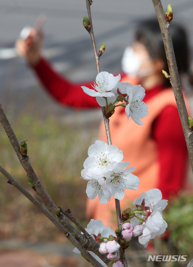 [제주=뉴시스]우장호 기자 = 제주 시내 도로 옆에 서 있는 벚꽃나무가 꽃을 피워 시선을 사로잡고 있다. (사진=뉴시스DB) woo1223@newsis.com