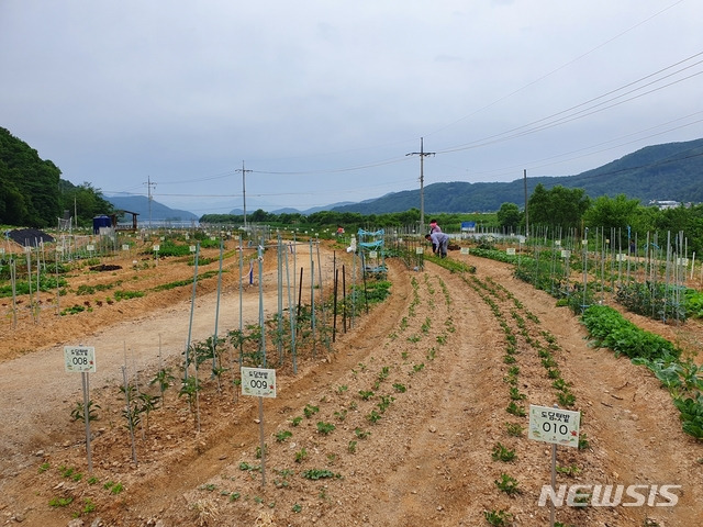 [광주(경기)=뉴시스]경기 광주시가 운영하고 있는 도담텃밭