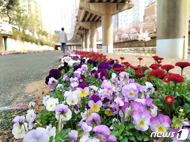 온천천에 심어진 꽃.(금정구 제공) © 뉴스1