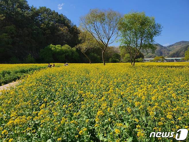충북 옥천의 금강변 유채꽃밭.© 뉴스1