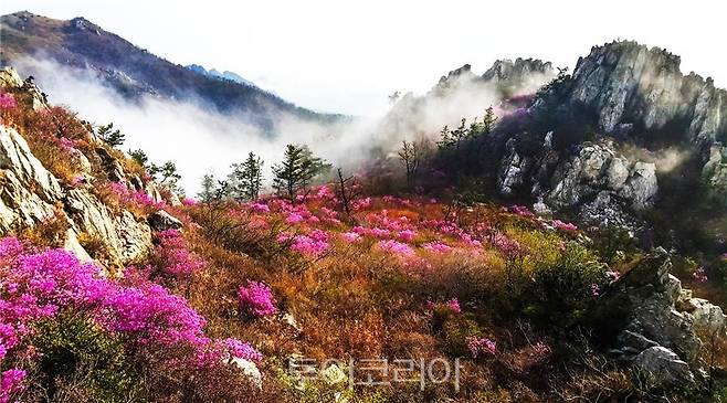 강진 주작산이 핑크빛 철쭉으로 물든 풍경 / 사진-전남도