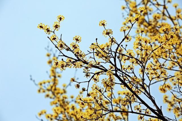 속리산국립공원사무소는 12일 충북 보은군 속리산 법주사지구에 여러 봄꽃이 뒤늦게 개화했다고 밝혔다. 사진은 산수유 꽃. 속리산국립공원사무소 제공