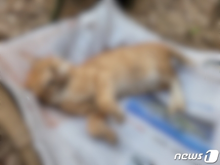 부산 해운대구 한 아파트 단지에서 발견된 고양이 사체. 동물자유연대 제공=뉴스1