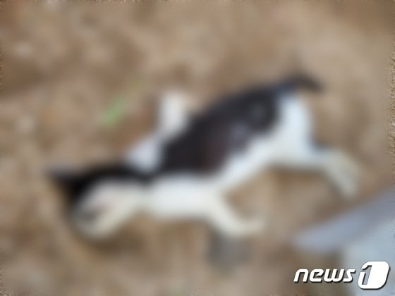 부산 해운대구 센텀시티 한 아파트 단지에서 발견된 고양이 사체.(동물자유연대 제공) /사진=뉴스1