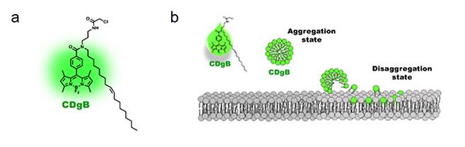 CDgB의 구조와 형광 발현 메커니즘