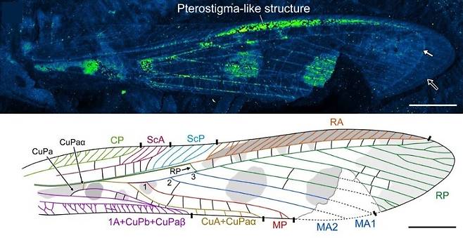 파장 분산형 엑스선 분광 분석으로 겹쳐진 앞날개와 뒷날개의 구조(위)와 원시 메뚜기의 날개 가장자리 짙은 반점(RA)을 밝혔다. 김도윤 외 (2021) ‘백악기 연구’ 제공.