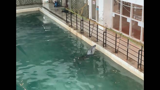 제주 마린파크에서 사육 중인 돌고래의 모습. 핫핑크돌핀스 제공.