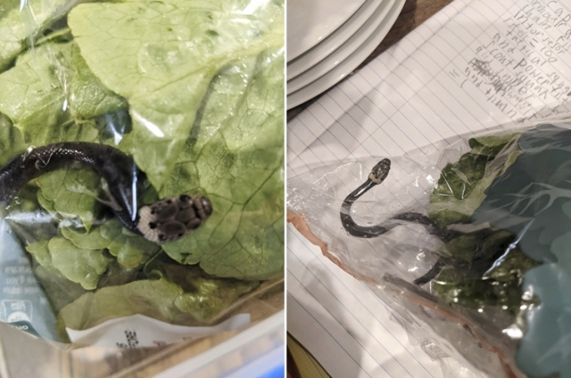 호주 시드니의 한 슈퍼마켓에서 구매한 상추 한 봉지에 뱀 한 마리가 발견됐다. 알렉스 화이트 제공. AP뉴시스
