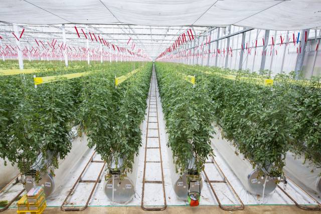 경상북도 상주시 새봄의 스마트팜에서 생산되는 스낵토마토 재배 전경/사진 제공=홈플러스