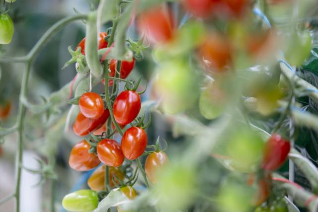 경상북도 상주시 새봄의 스마트팜에서 재배되는 스낵토마토/사진 제공=홈플러스