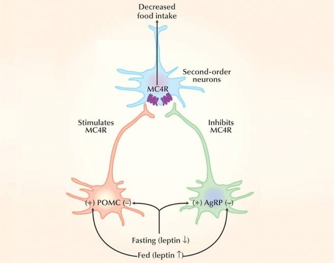 시상하부 실방핵(PVH)에 있는 MC4R뉴런은 물림 신호를 전달해 음식을 그만 먹게 한다. 배가 부르면 렙틴 수치가 올라가며 POMC뉴런이 알파-MSH를 내놓아 MC4R뉴런을 자극한다. 반면 배가 고프면 렙틴 수치가 내려가며 AgRP뉴런이 AgRP를 분비해 MC4R뉴런을 억제해 식욕이 생기고 에너지를 보존하는 쪽으로 대사가 맞춰진다. 한 수용체가 자극 신호와 억제 신호를 받아 뉴런의 활성이 조절되는 건 드문 현상으로, 몸 상태에 따른 실시간 식욕 조절이 생존에 중요하다는 뜻이다. 네이처의학 제공