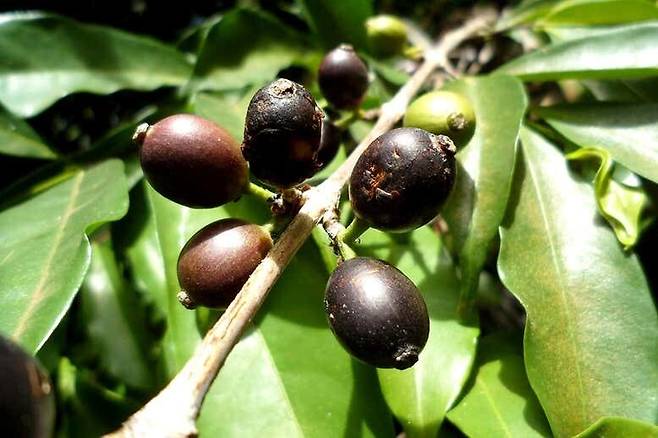 ﻿60여년만에 시에라리온에서 자생 군락지가 발견된 스테노필라커피나무의 열매. 검은색이 특징이다. E. Couturon, IRD/뉴사이언티스트