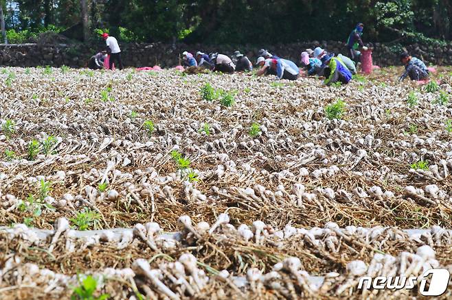제주 서귀포시 대정읍 한 마늘밭에서 농민들이 마늘 수확을 하고 있다(뉴스1DB)© News1