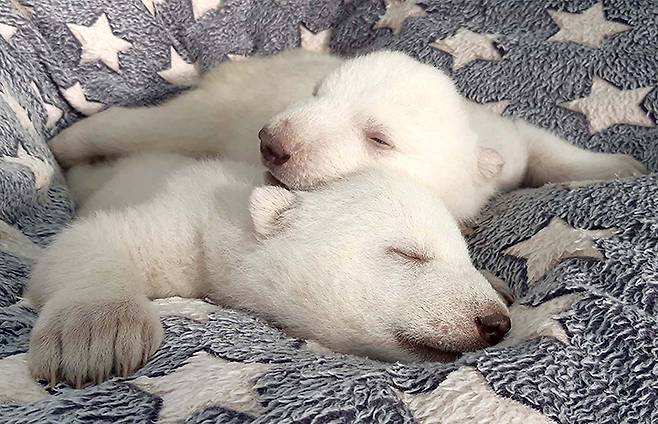 / 사진=겔렌지크 사파리공원