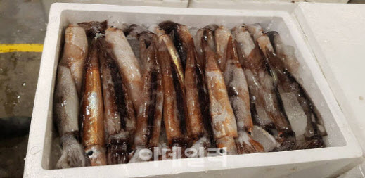 지난 2월 서울 노량진수산도매시장에서 경매된 생물 오징어.(사진=이데일리DB)