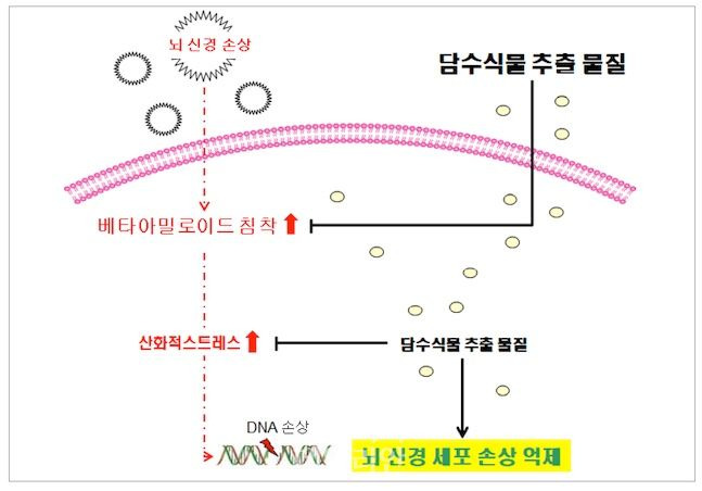 뇌신경의 손상 억제 및 베타아밀로이드 침착 억제 기전 규명 ⓒ국립낙동강생물자원관