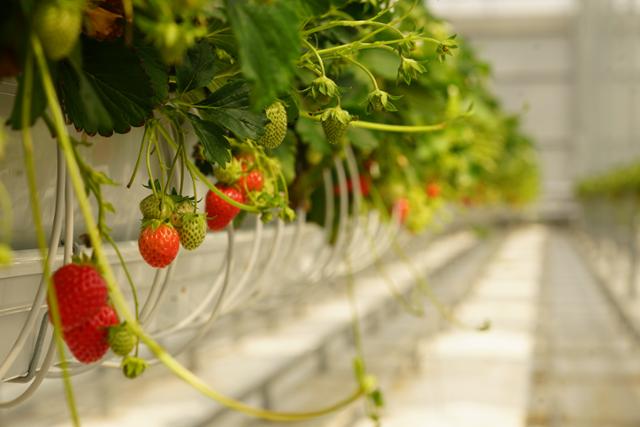 경북 의성군 청년 스마트팜 농장에 딸기가 탐스럽게 열려 있다. 농장 창업을 희망하는 청년들은 이 곳에서 1년 동안 실습을 거치면 각종 지원 혜택을 받을 수 있다. 김재현 기자