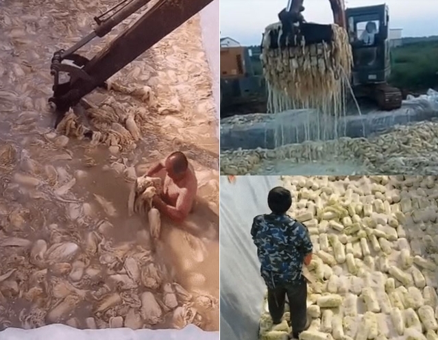 중국에서 배추를 비위생적으로 절이는 장면이 담긴 ‘알몸 배추’ 영상. 온라인커뮤니티 캡처