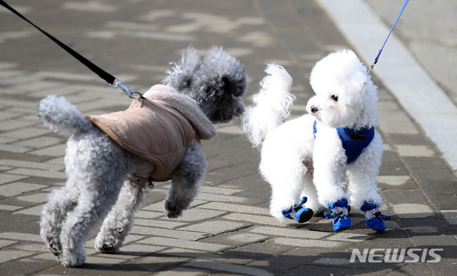 [서울=뉴시스]김선웅 기자 = 산책하는 반려견. 2021.01.25. mangusta@newsis.com