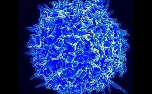 세포 면역 반응에서 핵심 역할을 하는 T세포 [미국 NIAID(국립 알레르기 감염병 연구소) 제공 / 재판매 및 DB 금지]