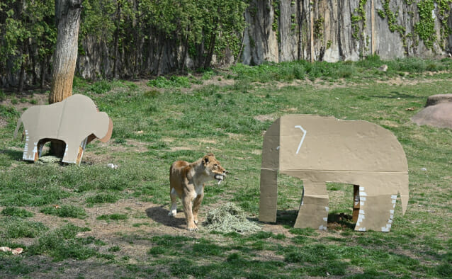 서울대공원에 있는 동물들이 LG전자 가전제품의 포장 박스로 만든 놀이도구를 가지고 놀고 있는 모습.(사진=LG전자)