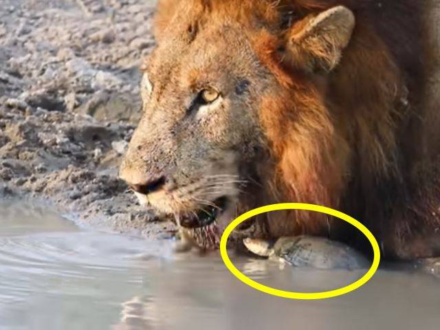 유튜브 채널 Kruger Sightings 캡처