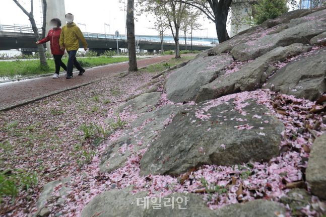 봄비가 그친 4일 부산 북구 구포역 인근에 전날 내린 봄비에 떨어진 벚꽃잎이 바닥을 덮고 있다. ⓒ데일리안 류영주 기자