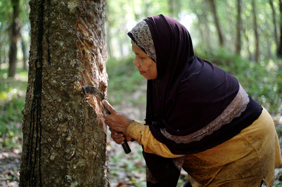 A rubber farmer taps a rubber tree in Narathiwat province, Thailand. [REUTERS/YONHAP]