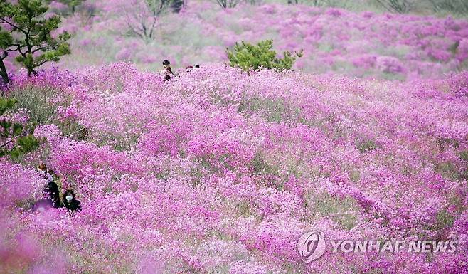 '참꽃 물든 비슬산' [연합뉴스 자료사진]