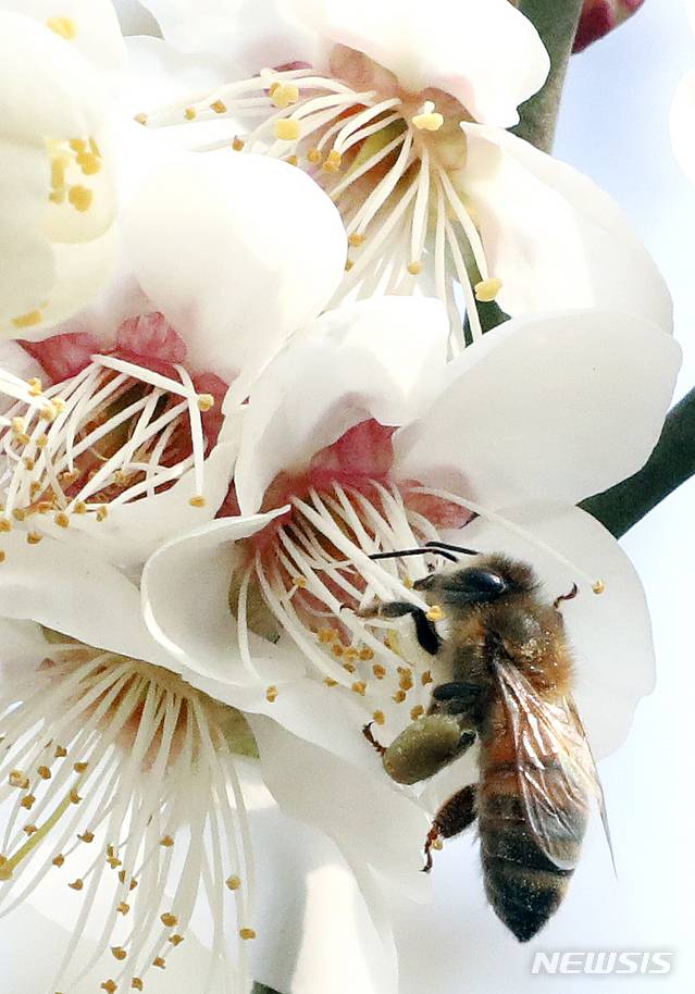 [서울=뉴시스]최진석 기자 = 포근한 봄 날씨를 보이고 있는 14일 오후 서울 종로구 국립민속박물관 매화꽃을 찾은 벌이 꿀을 따먹고 있다. 2021.03.14. myjs@newsis.com