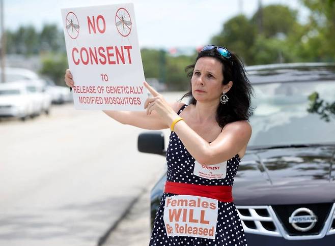 GM 모기 방사 실험에 반대하는 플로리다 주민의 모습.(사진=AP 연합뉴스)