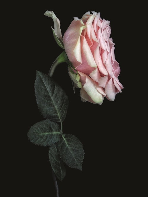 무슈 디올에게 무한한 영감을 준 꽃, 장미. ©Debi Shapiro