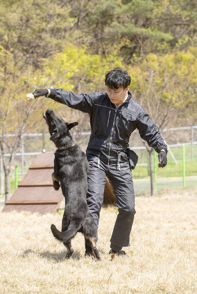 두 살배기 셰퍼드 '조로' 앞에서 공을 흔들자 조로가 펄쩍 뛰어올랐다. 공놀이는 공에 대한 개의 욕구를 끌어올리는 사냥 본능 강화 훈련의 일환이다. /임화승 영상미디어 기자